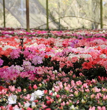 Caminho das flores e frutas em Campos de Holambra