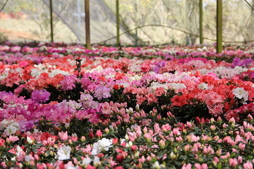Caminho das flores e frutas em Campos de Holambra