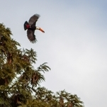 Tucano, vive nas florestas da América Central e América do Sul.