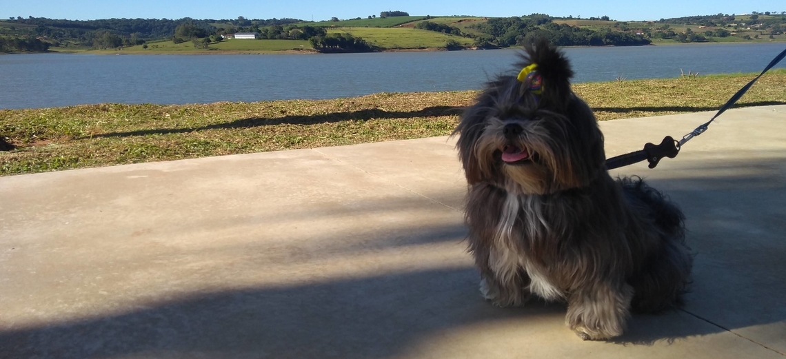 Pets: luz na passarela, que lá vem eles!