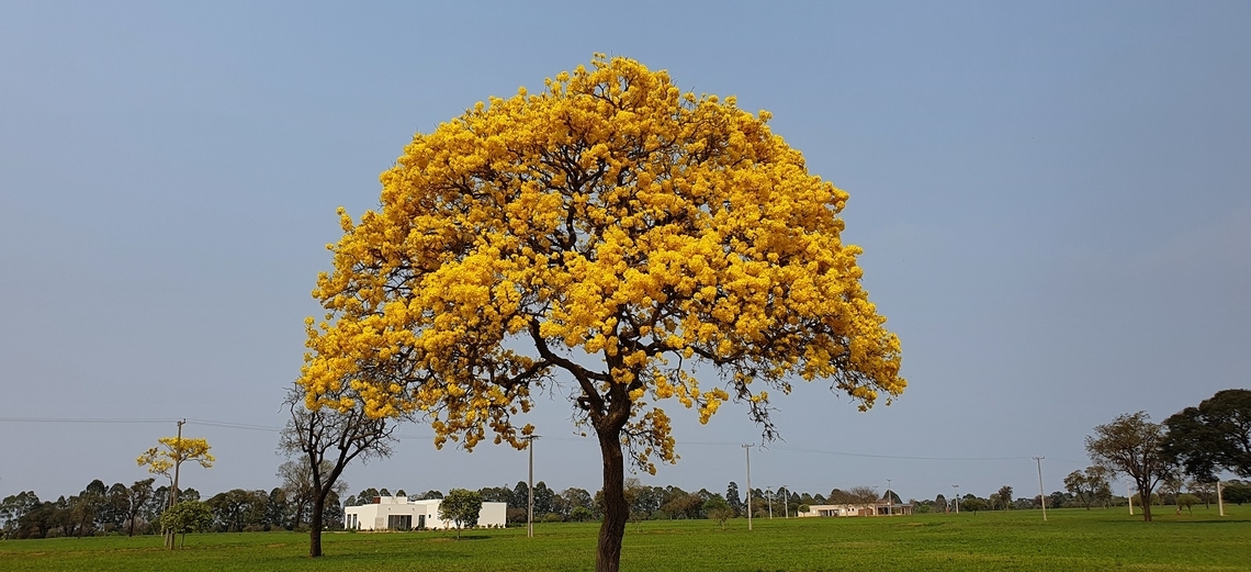 A primavera e a flora nos empreendimentos da Momentum