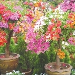 Primavera (várias cores)