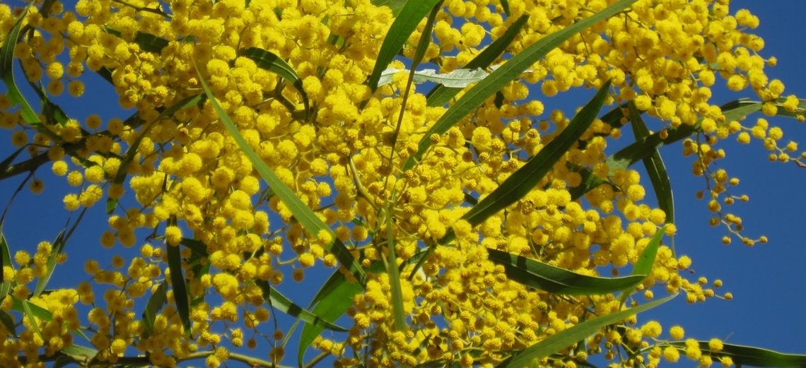 Acácia-dourada: a bela árvore de mil e uma utilidades