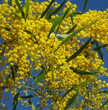 Acácia-dourada: a bela árvore de mil e uma utilidades