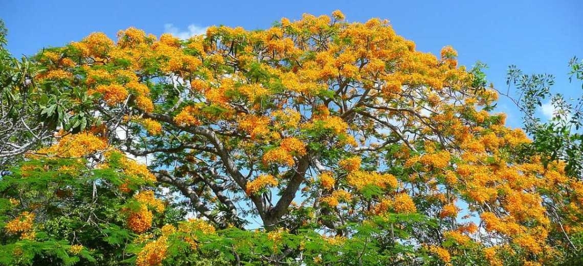 Deixe seu jardim mais vibrante com o flamboyant