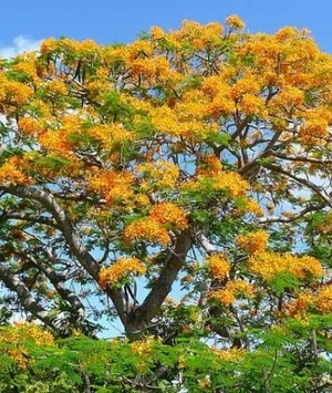 Deixe seu jardim mais vibrante com o flamboyant