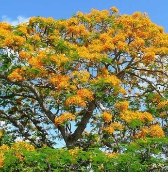 Deixe seu jardim mais vibrante com o flamboyant