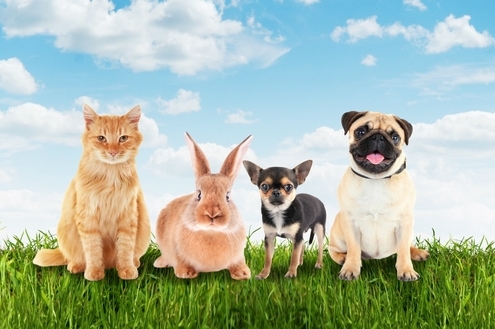 Blog Permita-se Viver agora conta com nova seção: Mundo Pet