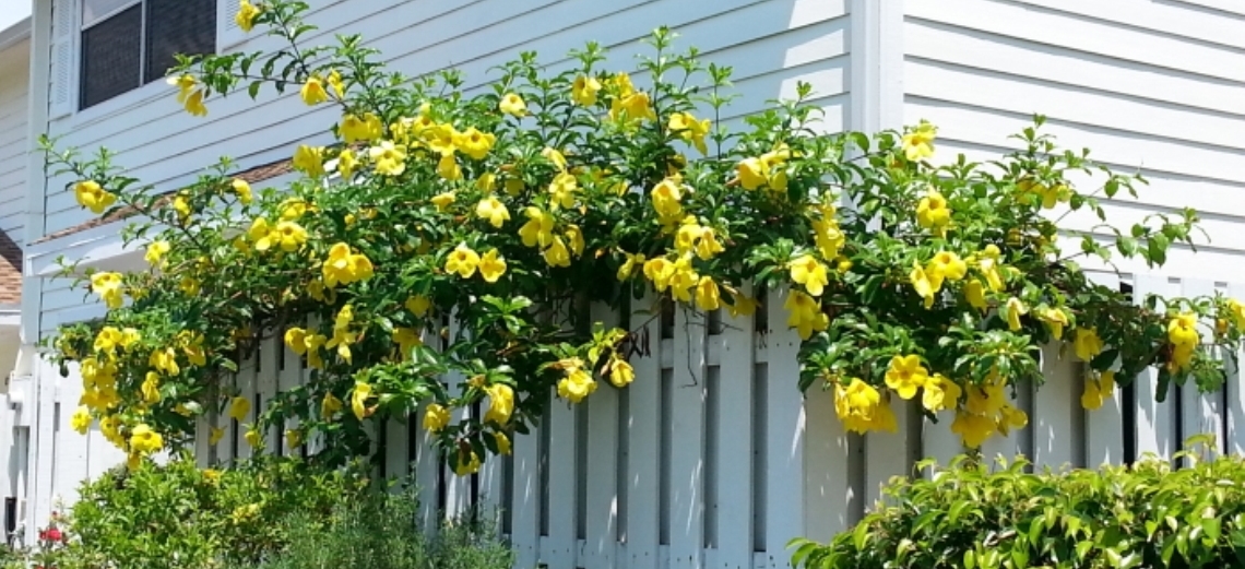 A beleza da alamanda