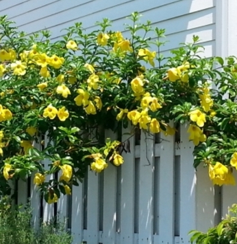 A beleza da alamanda