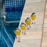 RSCXIII - @fotosdaink