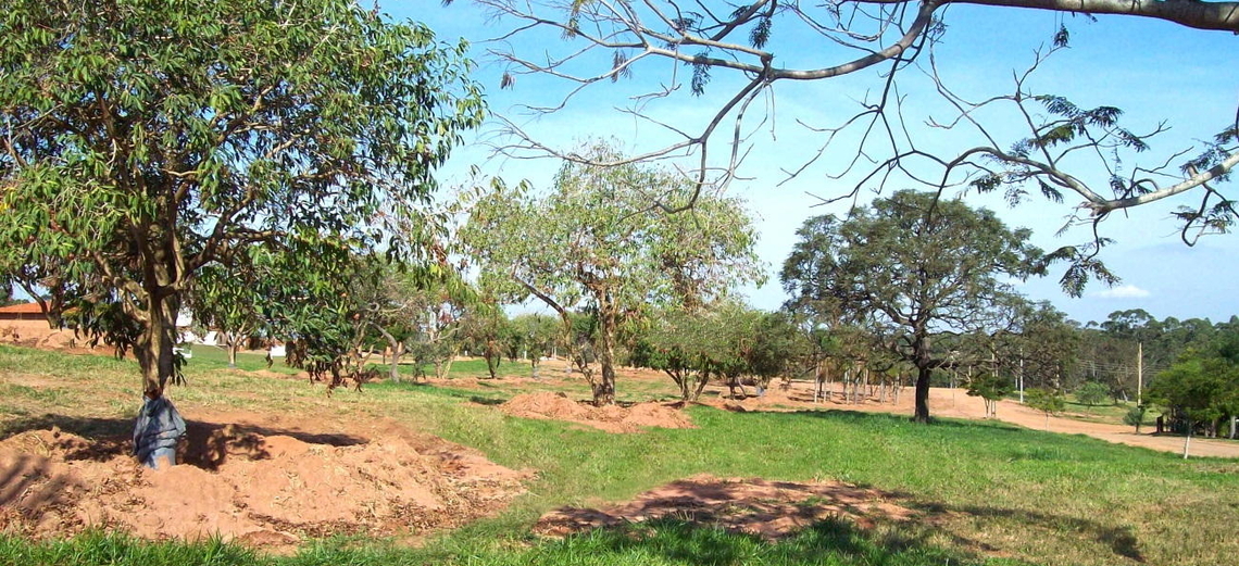 Replantio de árvores na Riviera de Santa Cristina XIII