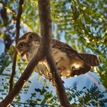 Coruja-do-campo, ave terrícola e de hábitos diurnos.