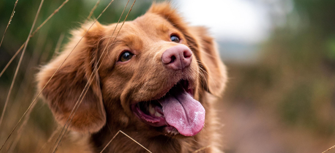 Mudança de ambiente requer cuidados com os pets