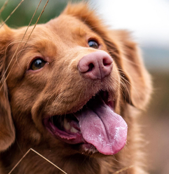 Mudança de ambiente requer cuidados com os pets