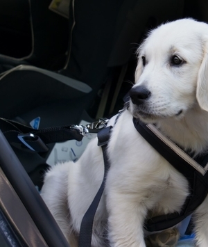 Vai viajar? Leve seu amigo em segurança!