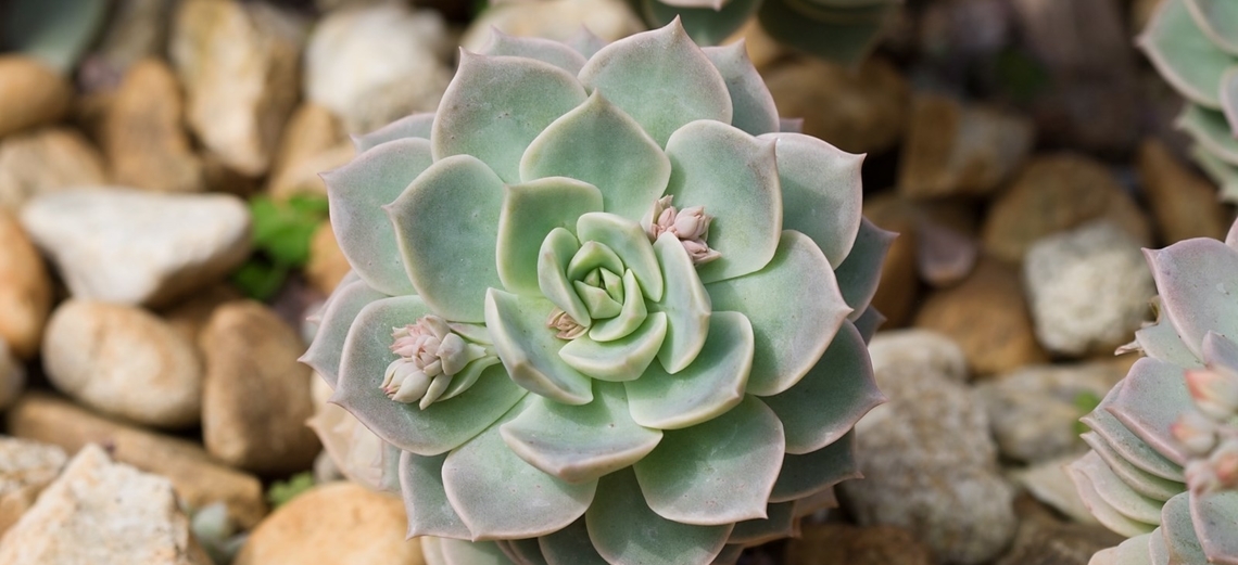 Suculentas: charme para os jardins de quem tem pouco tempo para cuidar deles