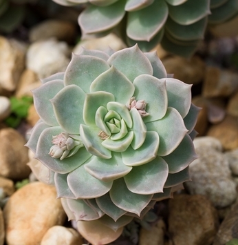 Suculentas: charme para os jardins de quem tem pouco tempo para cuidar deles