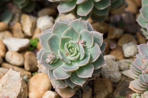 Suculentas: charme para os jardins de quem tem pouco tempo para cuidar deles
