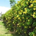 Alamanda Amarela