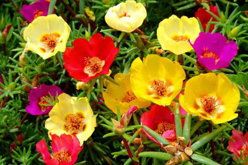 Plantas que requerem pouca rega