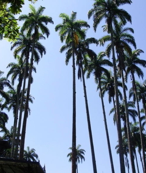 A majestade da palmeira imperial