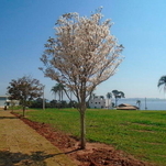 Ipê-branco - Setor Marina