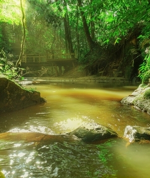 Curiosidades sobre as trilhas ecológicas do Ninho Verde II que você precisa saber